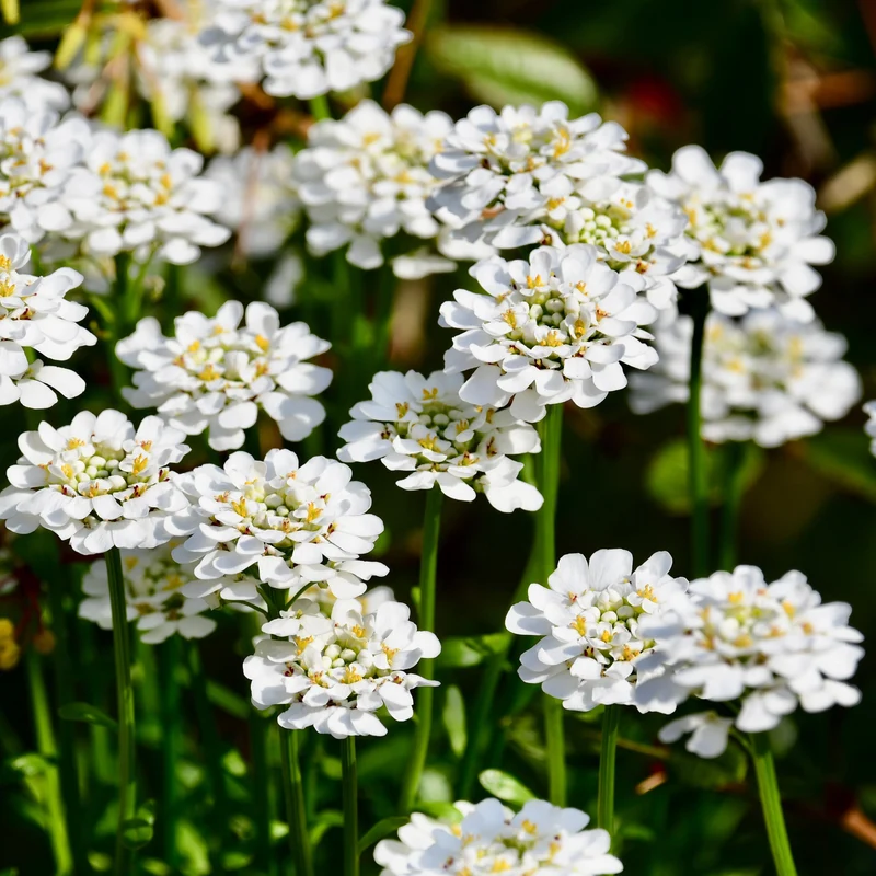 Iberis 'Iberis Sempervirens'
