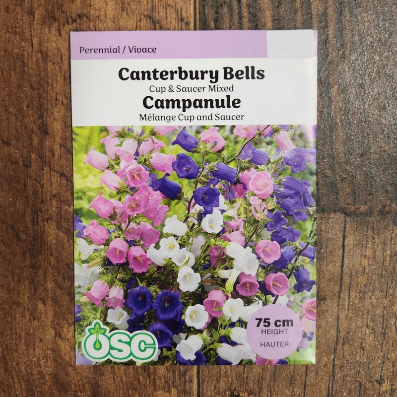 Campanule de Canterbury mélange