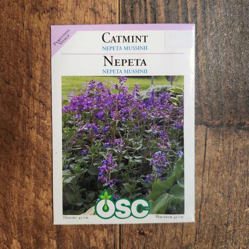 Cataire 'Nepeta Mussini'