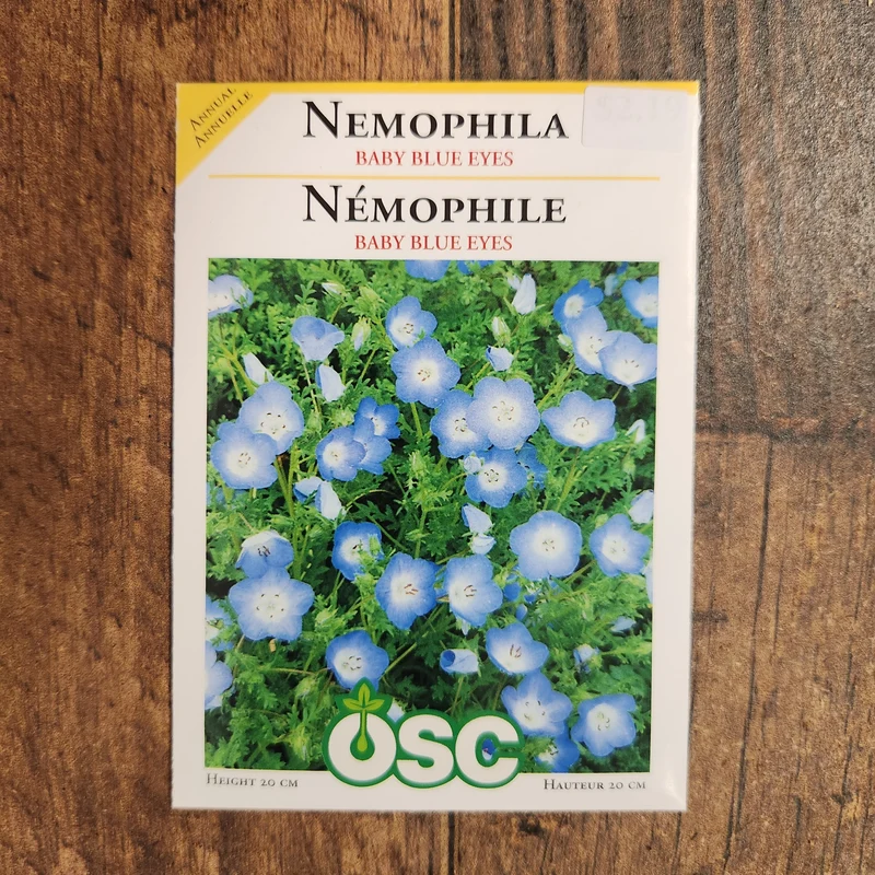 Némophile 'Baby Blue Eyes'