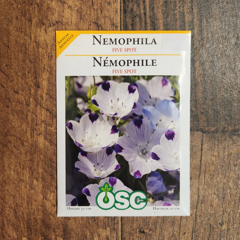 Némophile 'Five Spot'