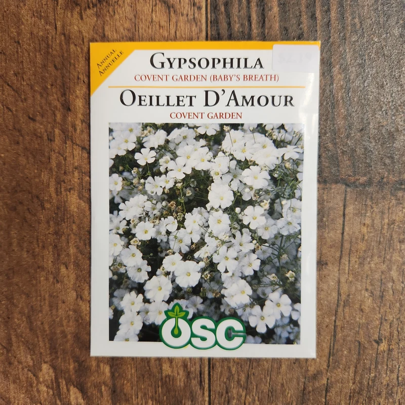 Gypsophile 'Covent Garden'