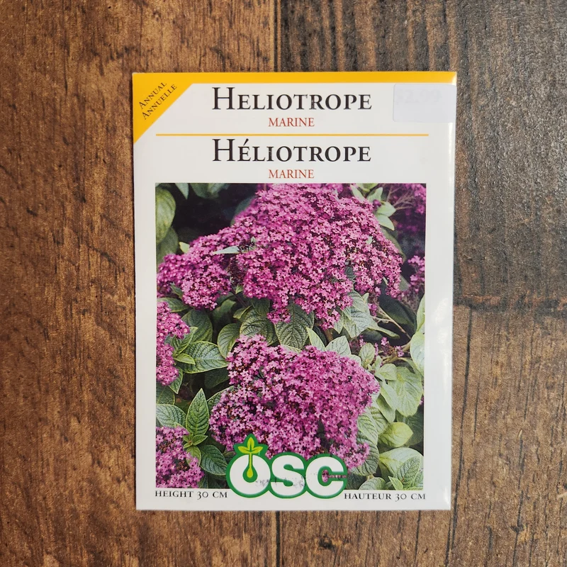 Héliotrope 'Marine'