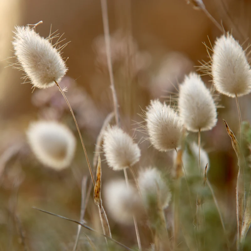 Herbe ornementale 'Queue de Lapin'