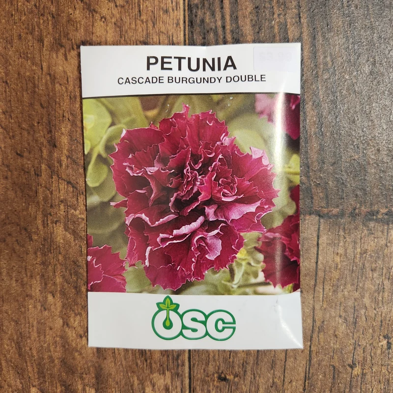 Pétunia cascade double 'Burgundy'