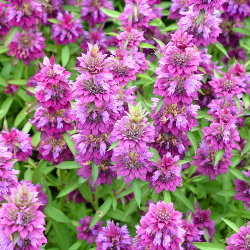 Monarde citronnée