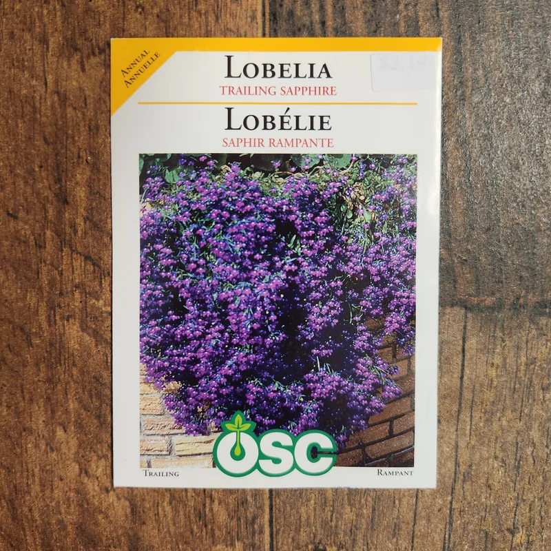 Lobélie 'Saphir Rampante'