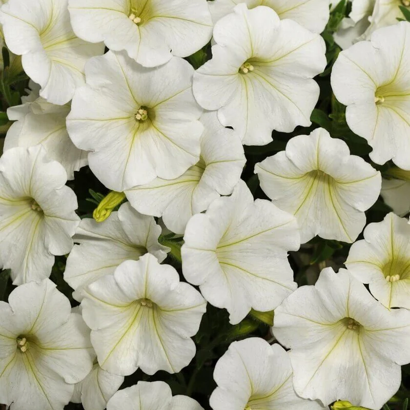 Pétunia cascade 'White'