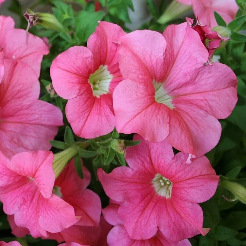 Pétunia Wave 'Pink'
