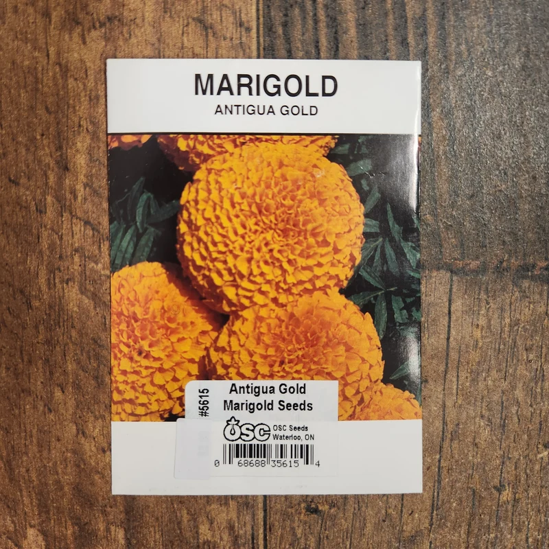 Oeillet d'Inde 'Antigua Gold'