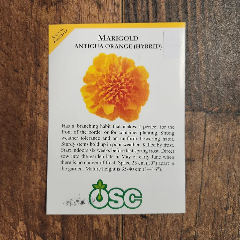 Oeillet d'Inde 'Antigua Orange'