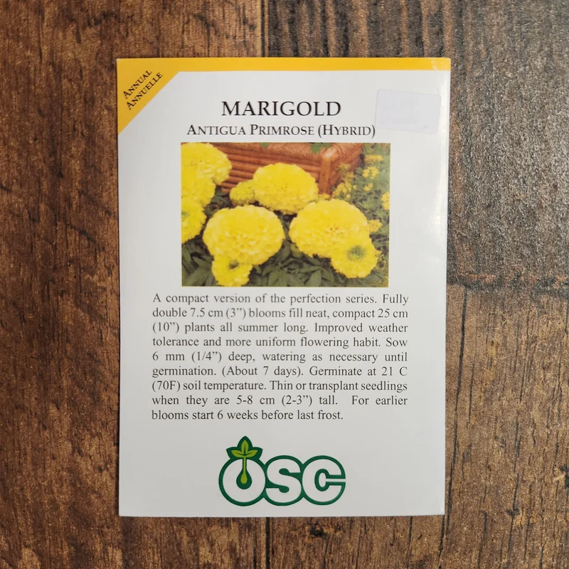Oeillet d'Inde 'Antigua Primrose'