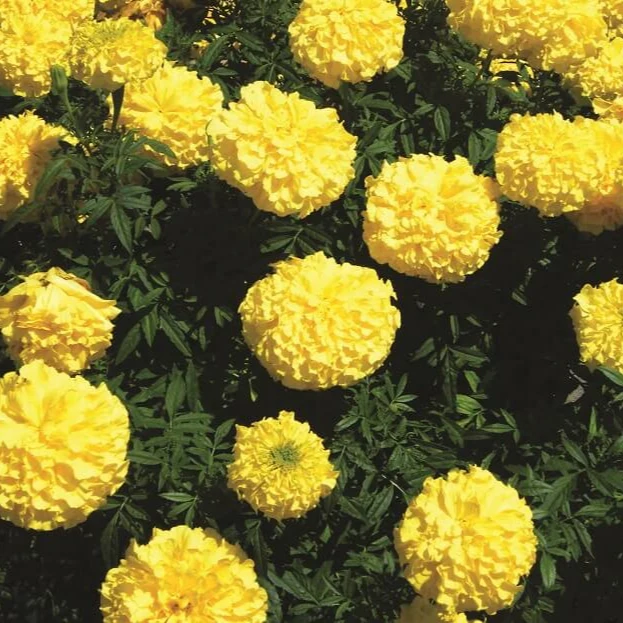 Oeillet d'Inde 'Yellow Treasure'
