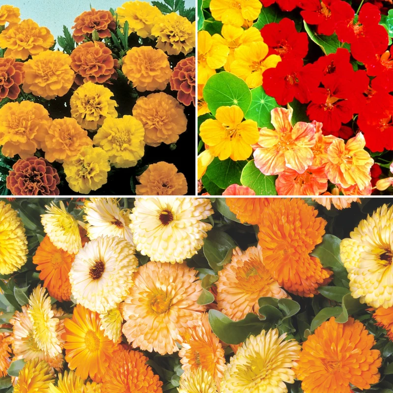 Collection fleurs de compagnonnage