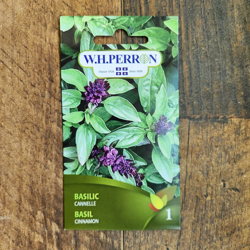 Basilic cannelle ( Ocimum basilicum )