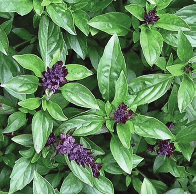 Basilic cannelle ( Ocimum basilicum )