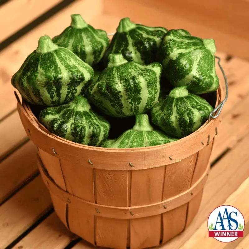 Pâtisson ( Cucurbita pepo ‘Green Lightning’)