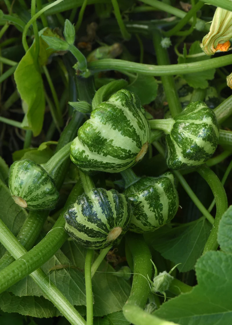 Pâtisson ( Cucurbita pepo ‘Green Lightning’)