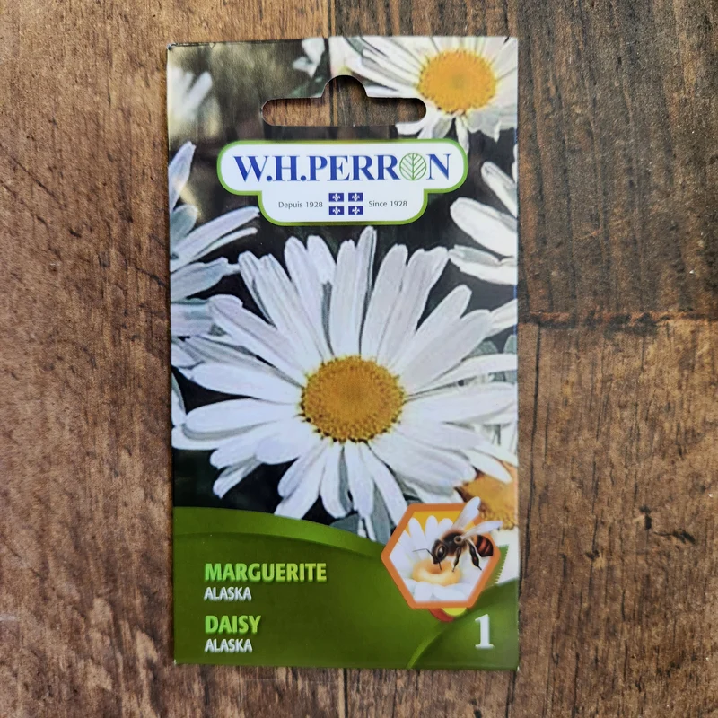 Marguerite ( Leucanthemum × superbum ‘Alaska’)