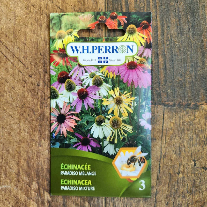 Mélange d'échinacée ( Echinacea spp. ‘Paradiso’)