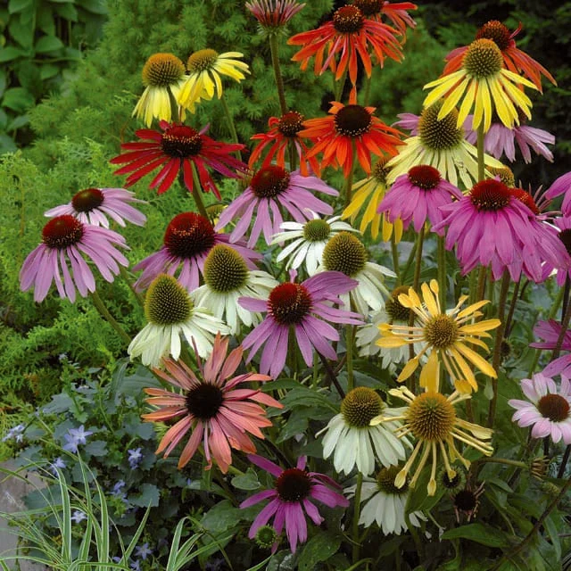 Mélange d'échinacée ( Echinacea spp. ‘Paradiso’)