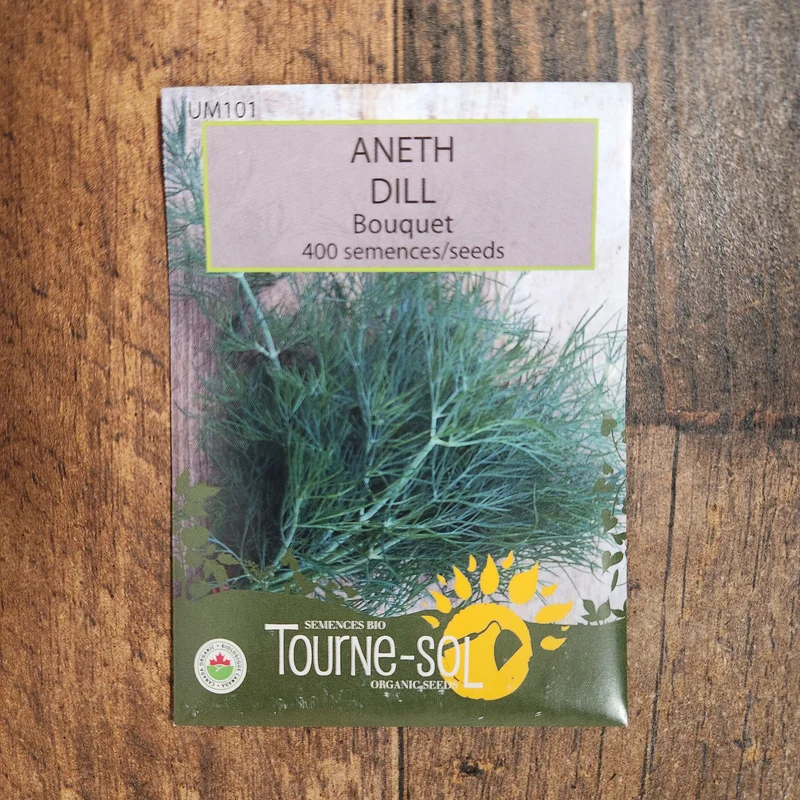 Aneth ‘Bouquet’ ( Anethum graveolens )