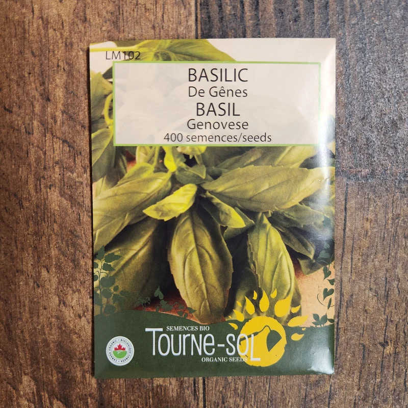 Basilic de Gênes ( Ocimum basilicum )