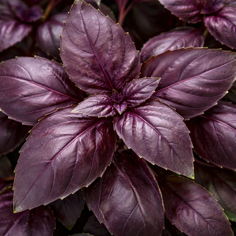Basilic pourpre ‘Rosie’ ( Ocimum basilicum )