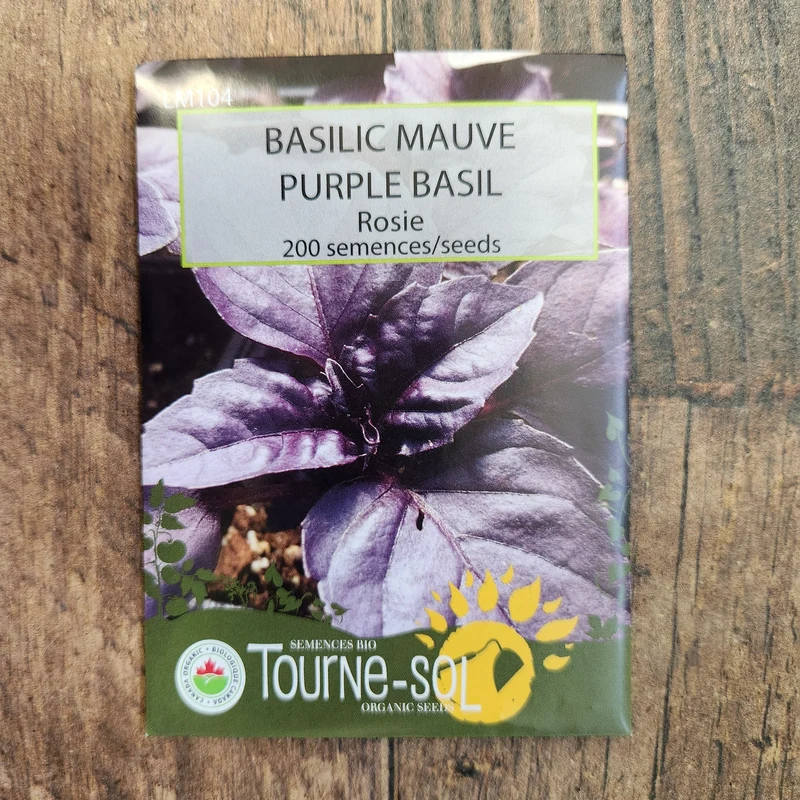 Basilic pourpre ‘Rosie’ ( Ocimum basilicum )