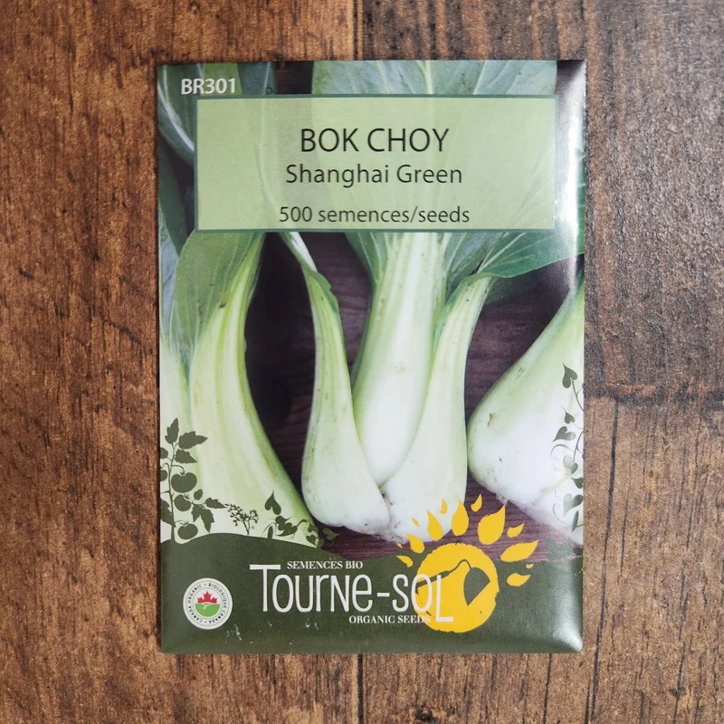 Légume chinois ‘Bok Choy Shanghai’ ( Brassica rapa var. chinensis )
