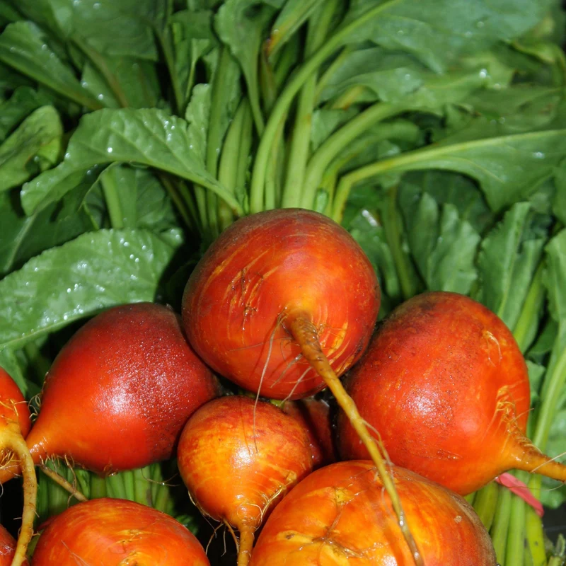Betterave ' ( Beta vulgaris ‘Touchstone Gold’)