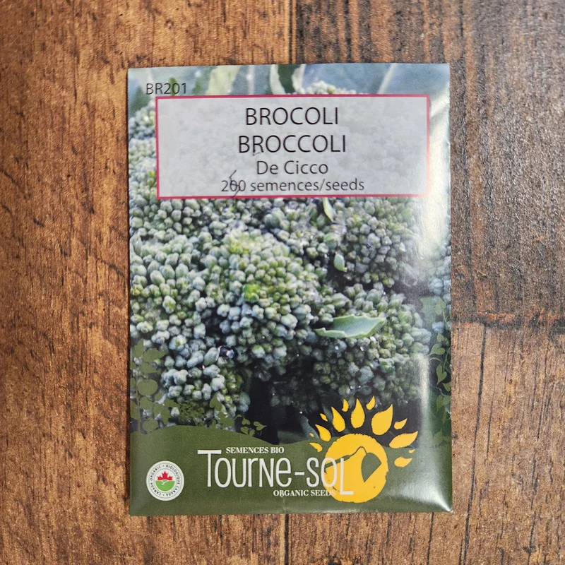 Brocoli ‘De Cicco’ ( Brassica oleracea var. italica )