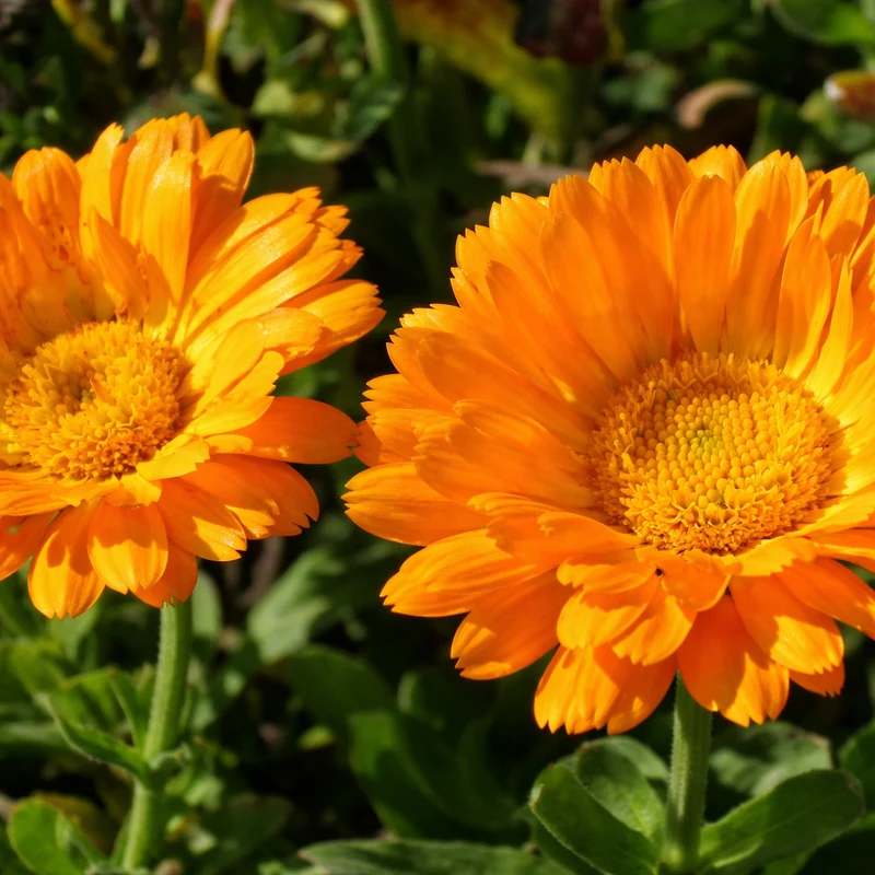 Calendula ‘Erfurter’ ( Calendula officinalis )