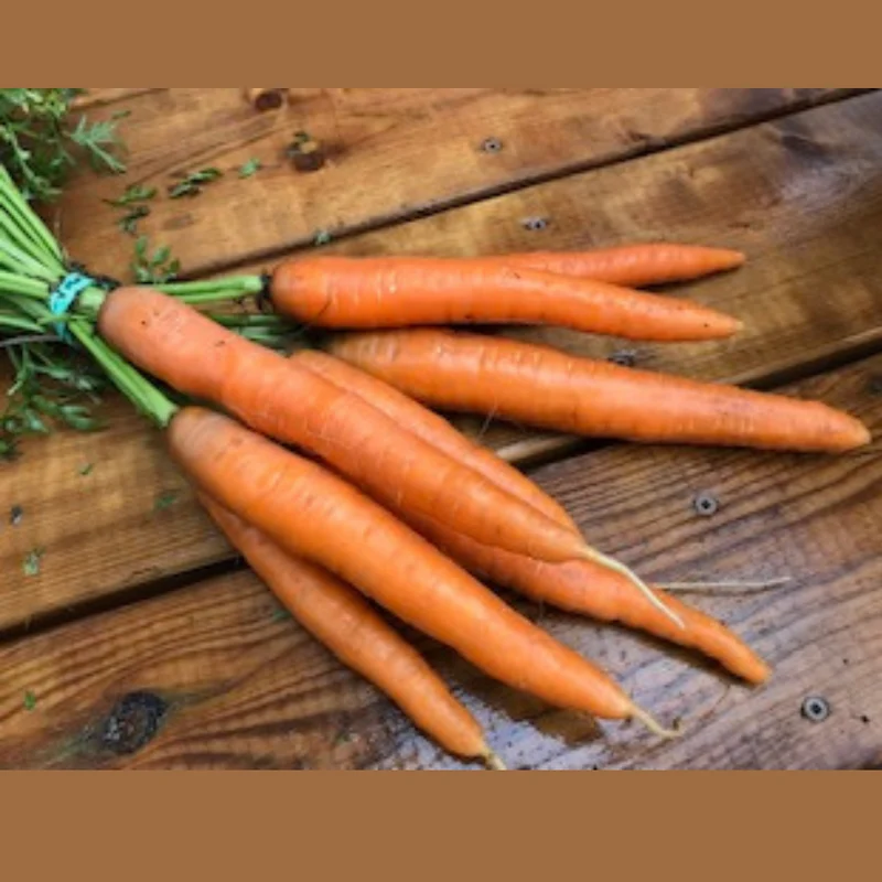 Carotte ' ( Daucus carota ‘Dolciva’)