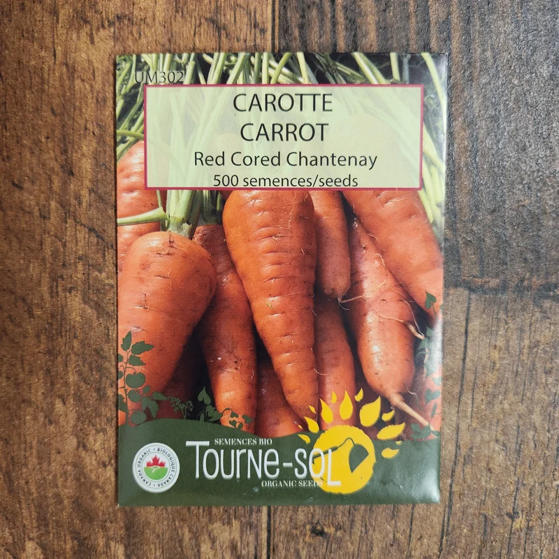 Carotte ‘Red Cored Chantenay’ ( Daucus carota )