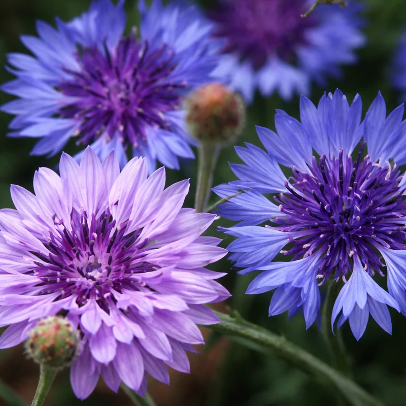 Centaurée ‘Bachelor’s Buttons’ ( Centaurea cyanus )