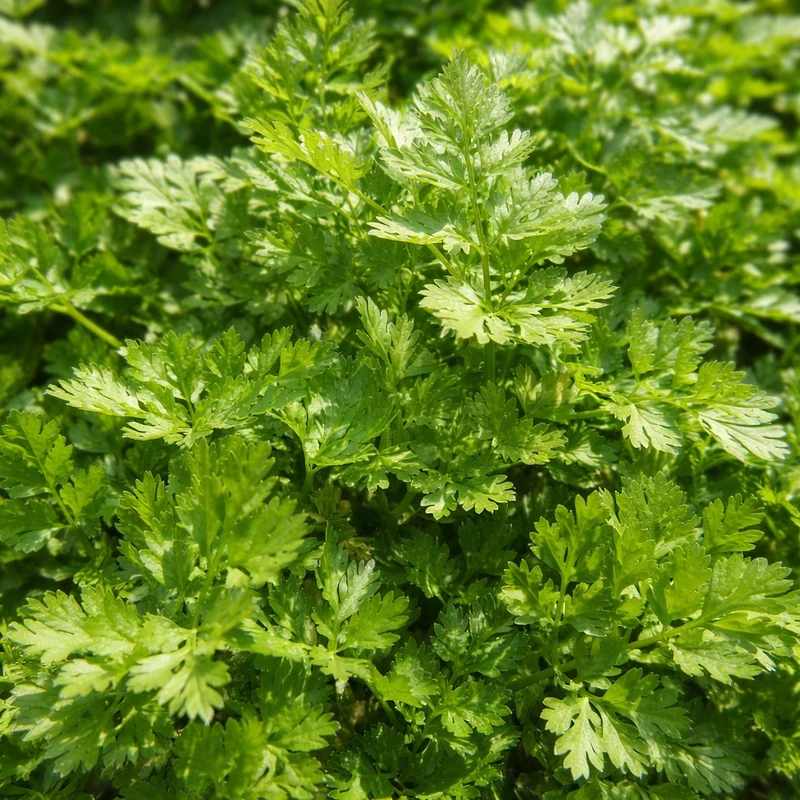 Cerfeuil ( Anthriscus cerefolium )