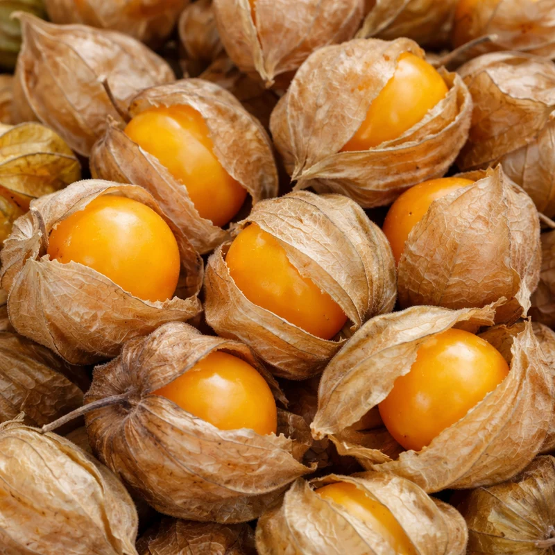 Cerise de terre ( Physalis pruinosa )