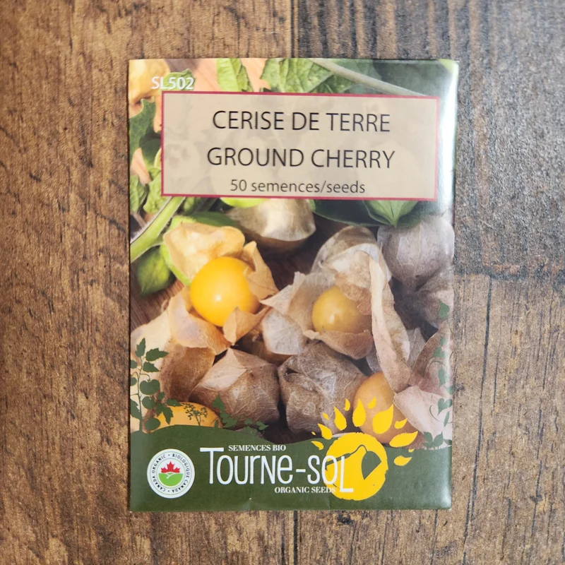 Cerise de terre ( Physalis pruinosa )