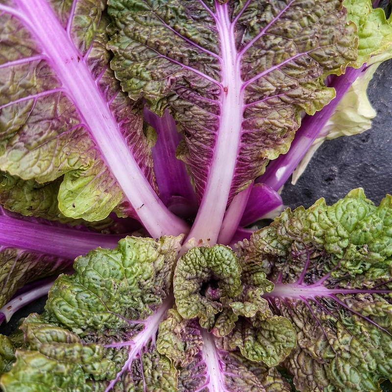 Chou chinois ‘Chemin vers Bekana’ ( Brassica rapa )