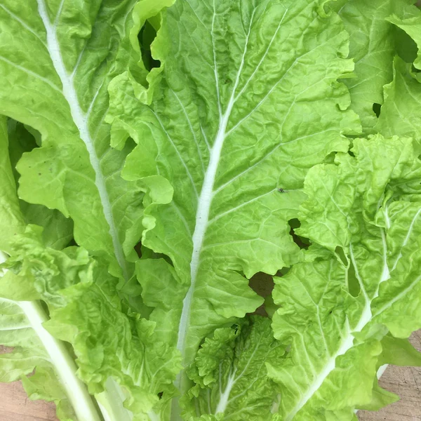 Chou chinois ‘Tokyo Bekana’ ( Brassica rapa )