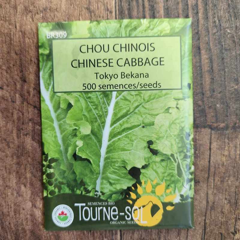 Chou chinois ‘Tokyo Bekana’ ( Brassica rapa )
