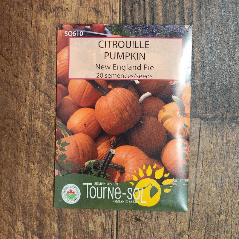Citrouille à tarte ‘New England’ ( Cucurbita pepo )