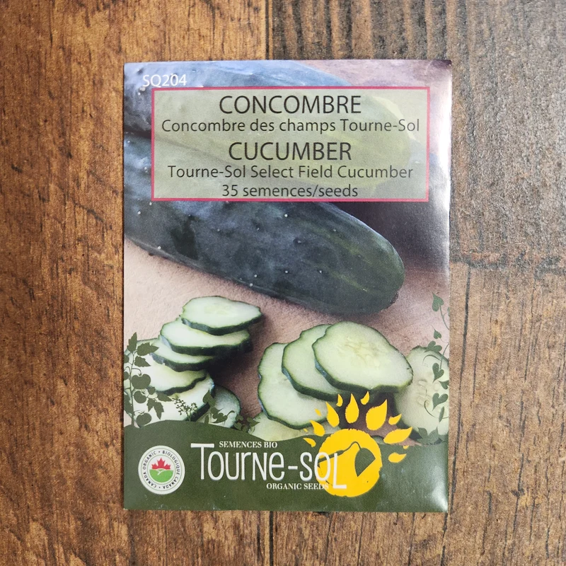 Concombre de champs ‘Tourne-Sol’ ( Cucumis sativus )