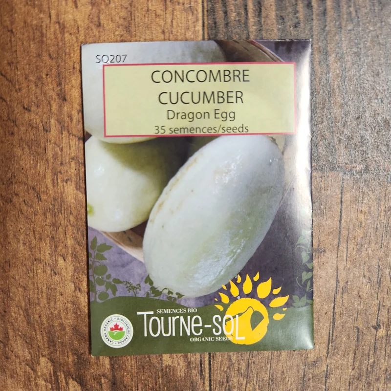 Concombre ‘Dragon Egg’ ( Cucumis sativus )