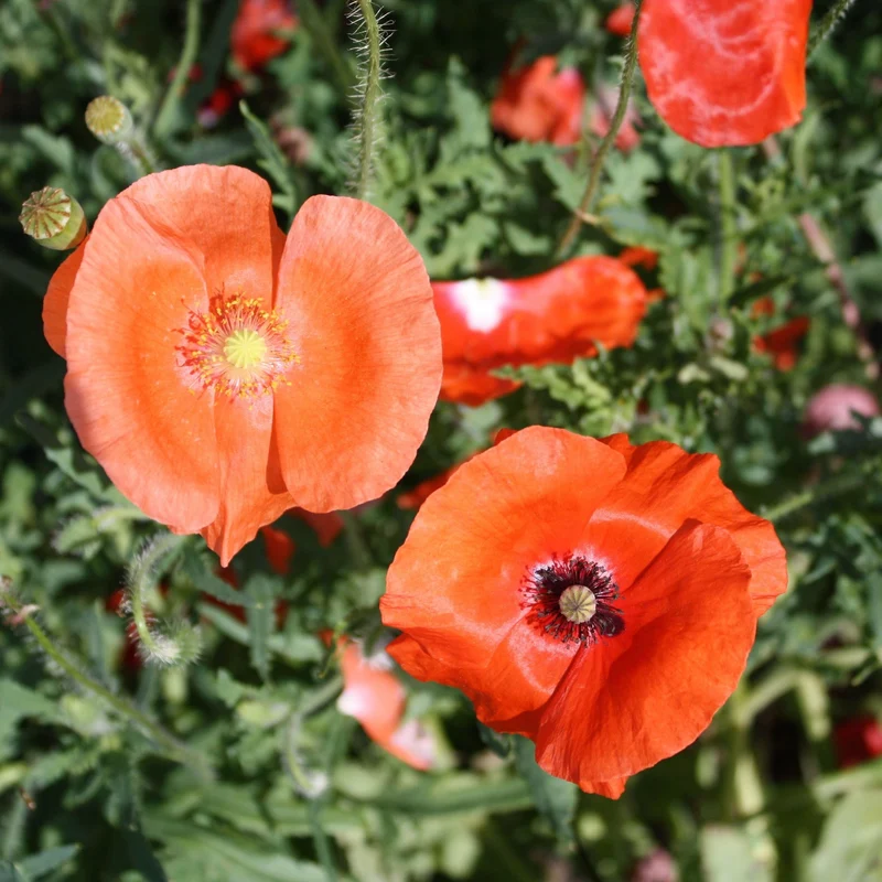 Mélange de coquelicots ( Papaver rhoeas )