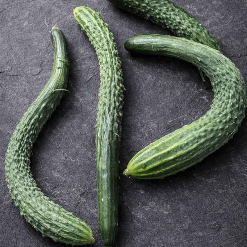 Concombre ‘Suyo Long’ ( Cucumis sativus )