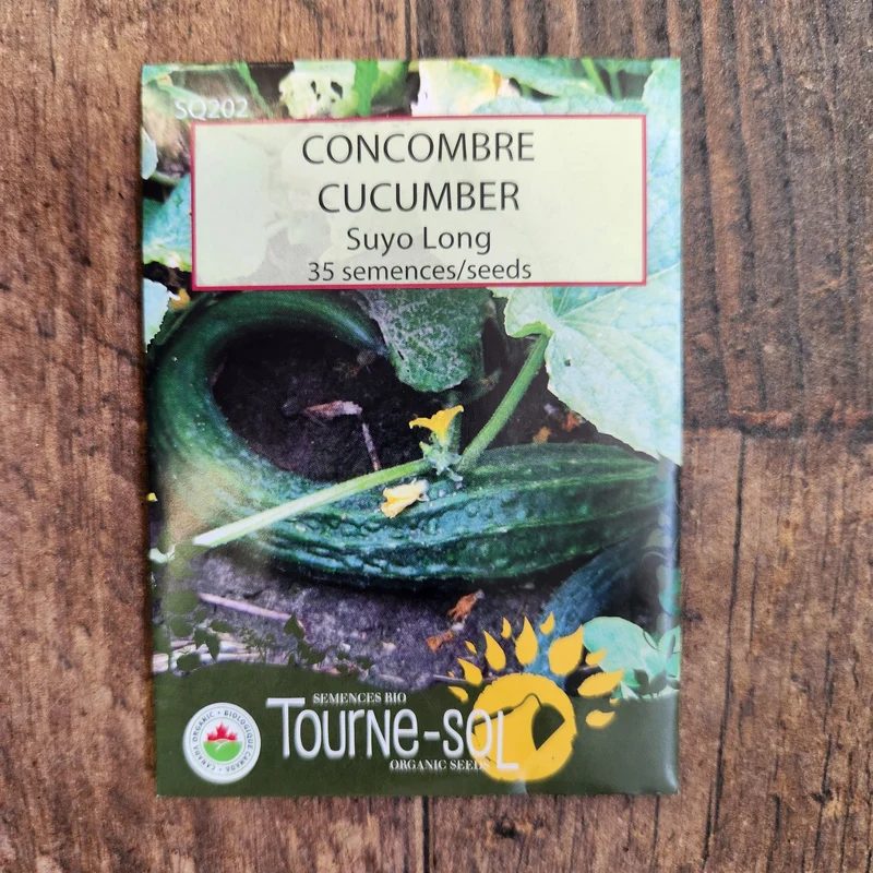 Concombre ‘Suyo Long’ ( Cucumis sativus )