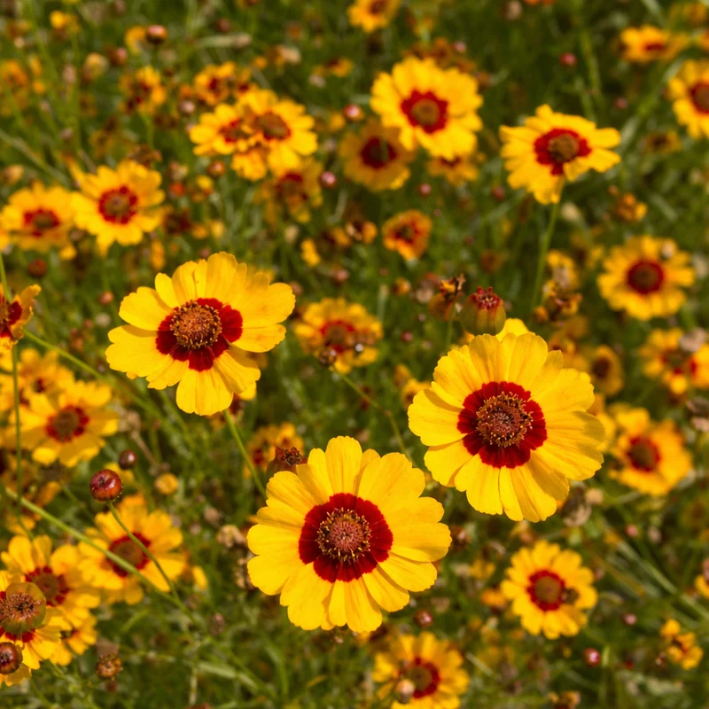 Coreopsis ‘Hohe’ ( Coreopsis tinctoria )