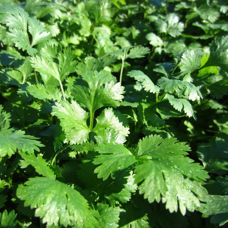 Coriandre ' ( Coriandrum sativum ‘Santo’)